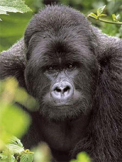 Gorilla