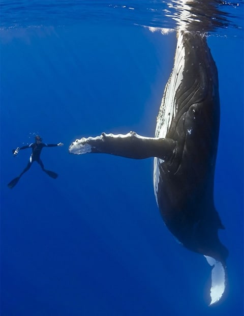 Humpback