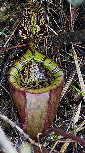 Plant