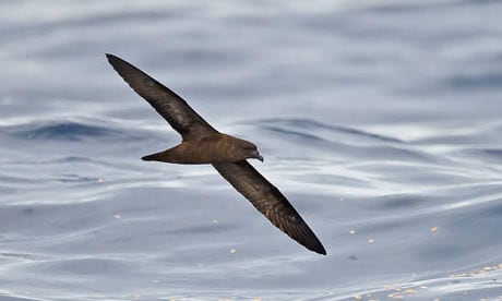 Petrel