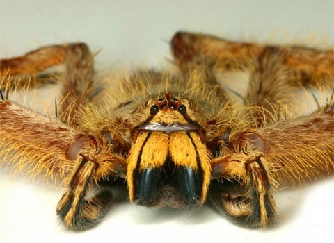 Heteropoda-davidbowie