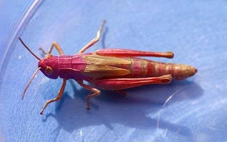 Pinkgrasshopper