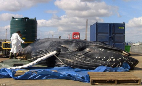 Humpback
