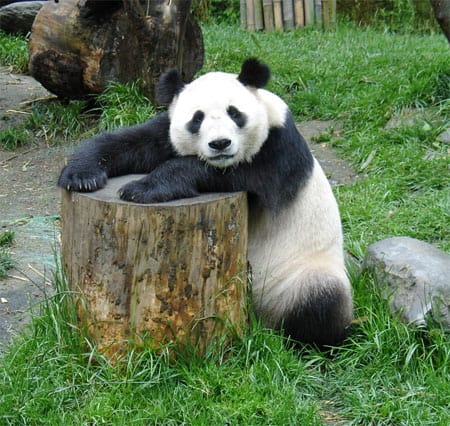 Panda