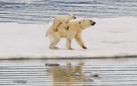 Polarbear