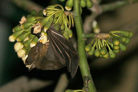 Fruitbats