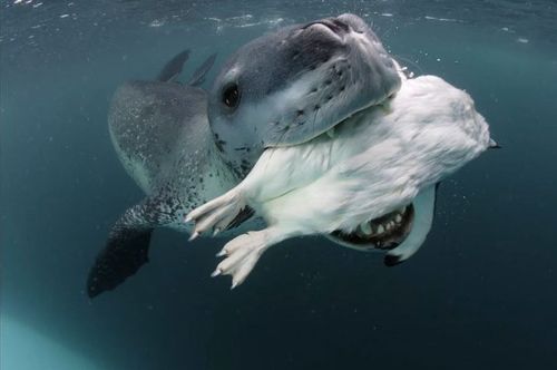 Leopardseal2