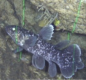 Coelacanth