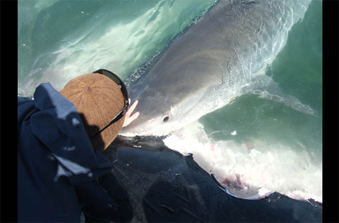 Sharks
