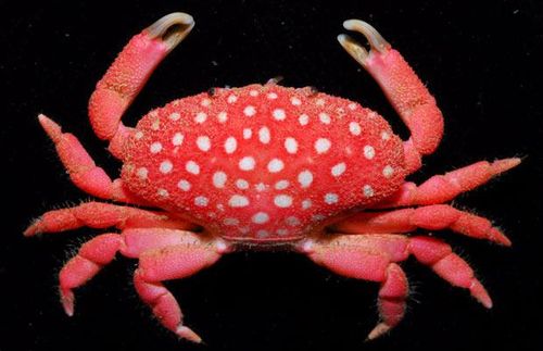 Strawberrycrab