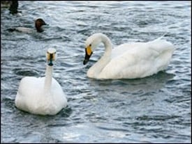 Swans