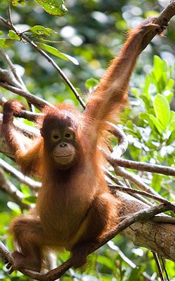 Orangutan