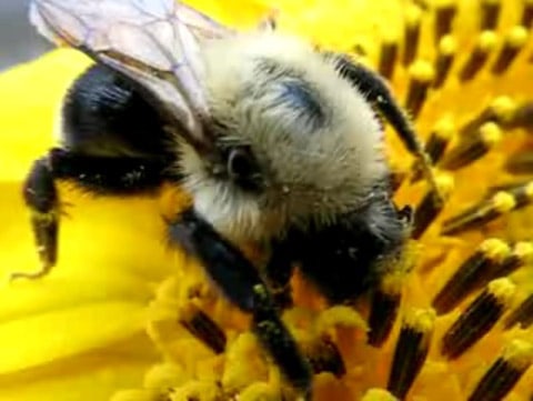 Bee