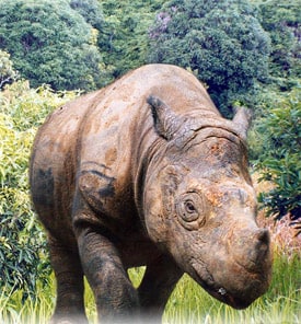 Rhino