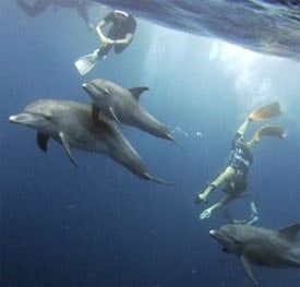 Dolphins