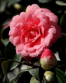 Camellia