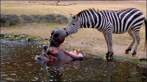 Zebra_hippo