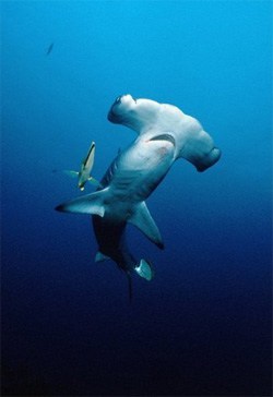 Hammerhead