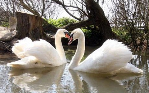 Gayswans