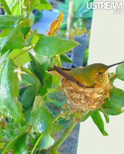 Hummingbird