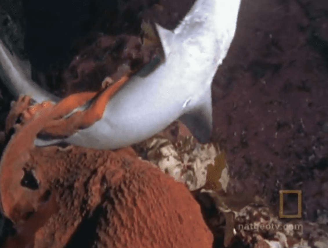 Shark sales watch octopus