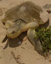 Seaturtle