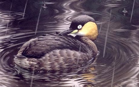 Alaotragrebe