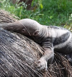 Anteater