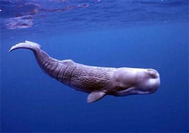 Spermwhale