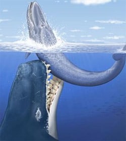 Monster_whale