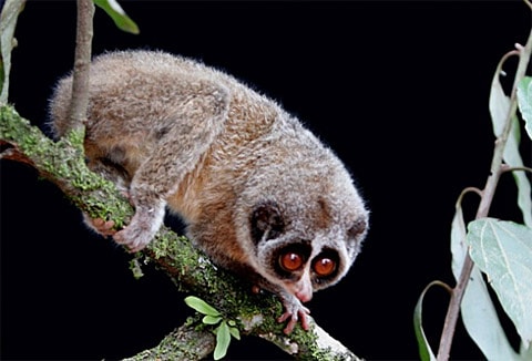 Loris