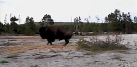 Bison