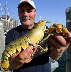 Yellowlobster