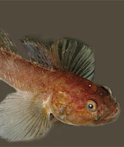 Goby