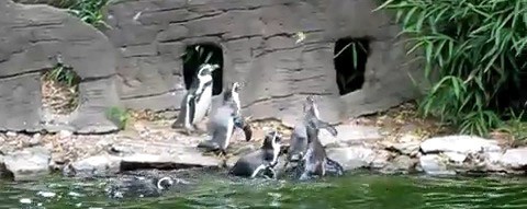 Penguins