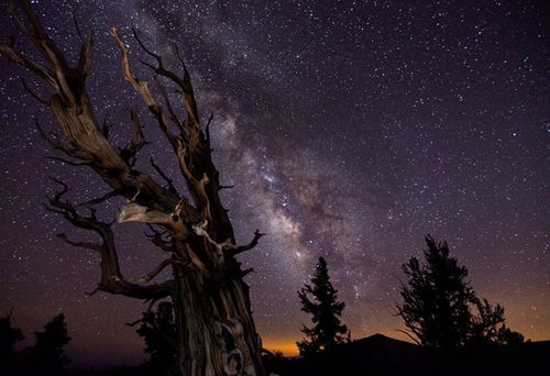 Bristlecone