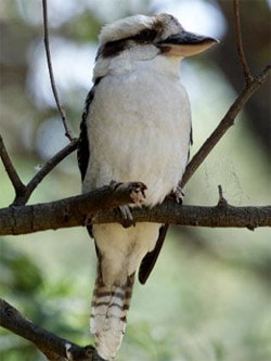 Kookaburra