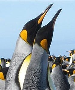 Penguins