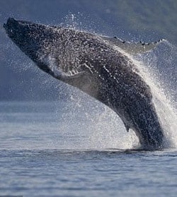 Humpback