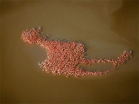 Flamingos