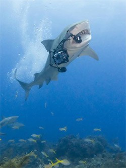 Shark