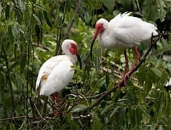 Ibises