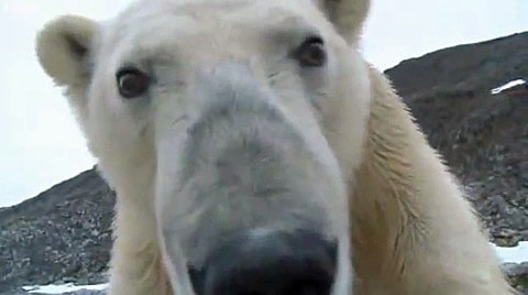 Polarbear