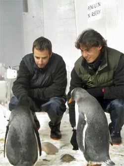 Penguins_nadal