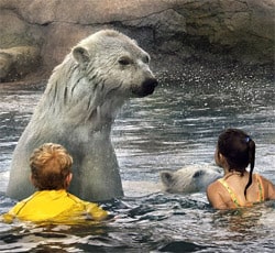 Polarbear