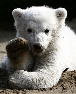 Knut