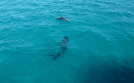 Basking sharks