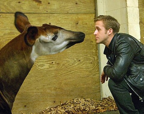 Okapi_gosling