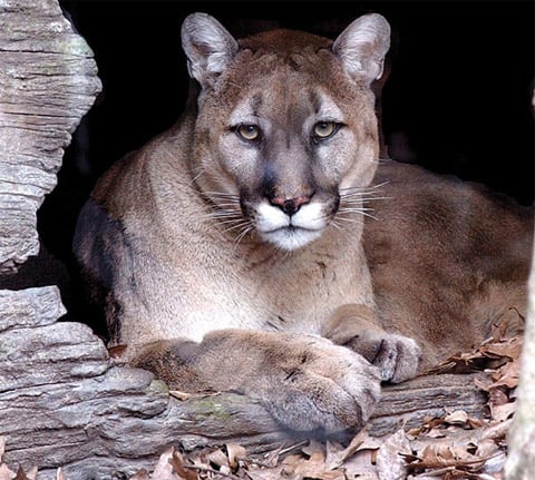 Easterncougar