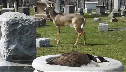 Deer_goose